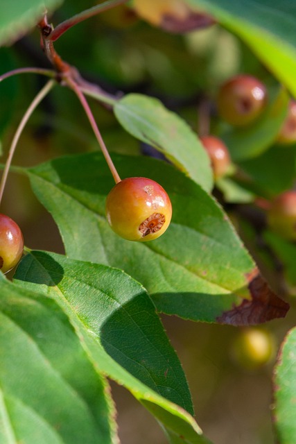 地进行阵型 地进行阵型